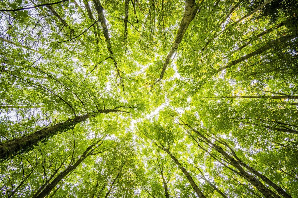 forest-trees-perspective-bright-957024 Looking up through the dense green canopy in a vibrant forest, showcasing nature's beauty.